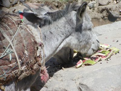 Donkey eating lunch